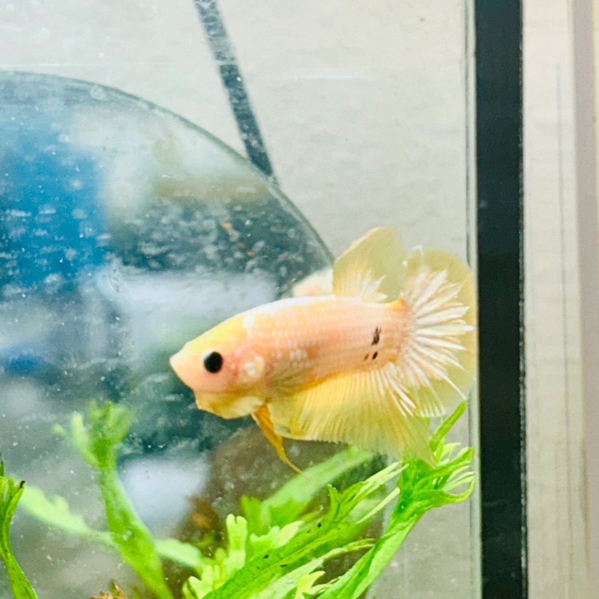 Plakat Yellow Fancy Copper Male Betta N69
