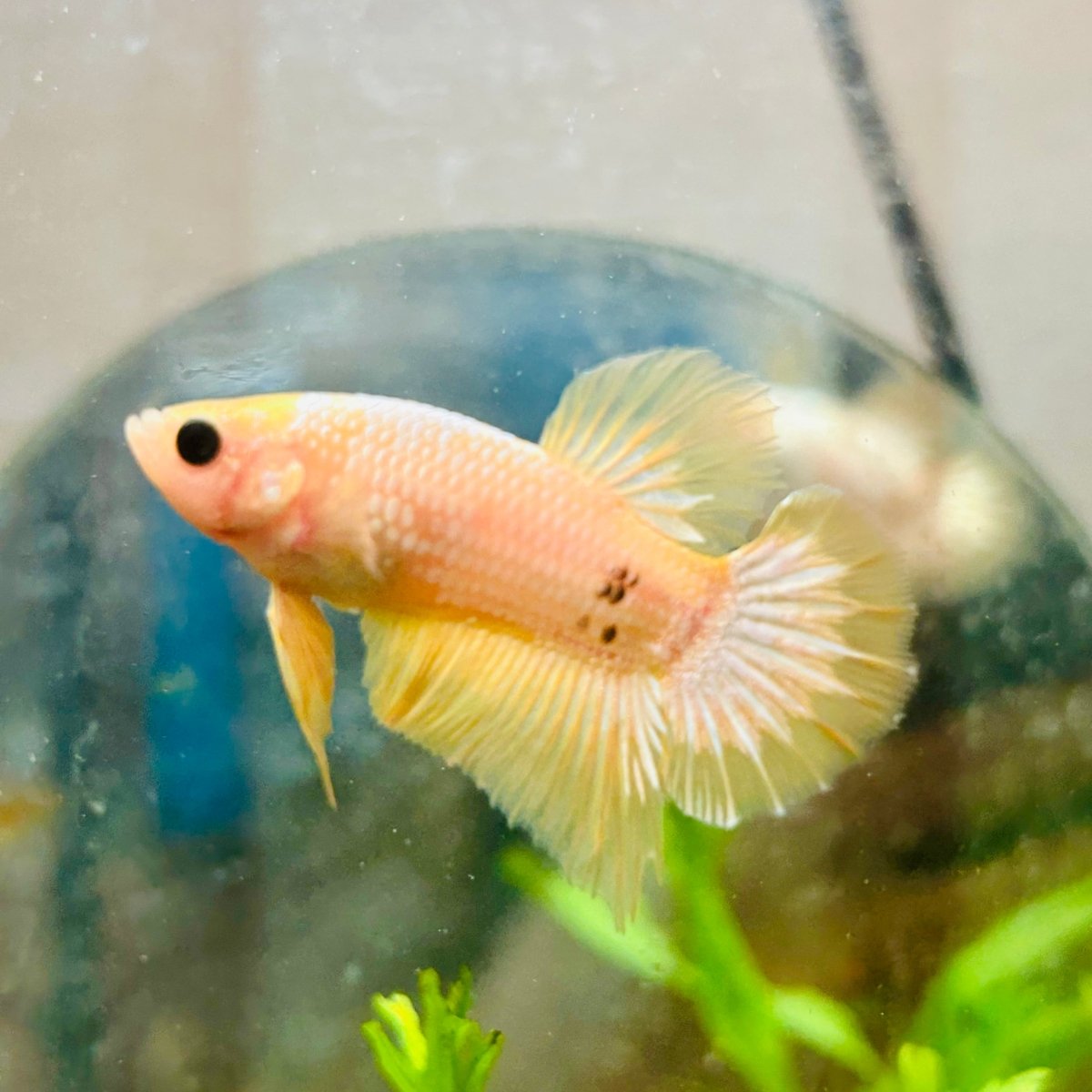 Plakat Yellow Fancy Copper Male Betta N69