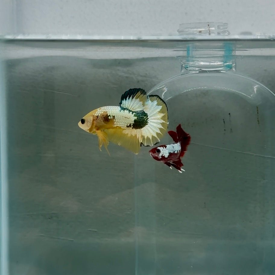 Plakat Yellow Fancy Copper Male Betta N70