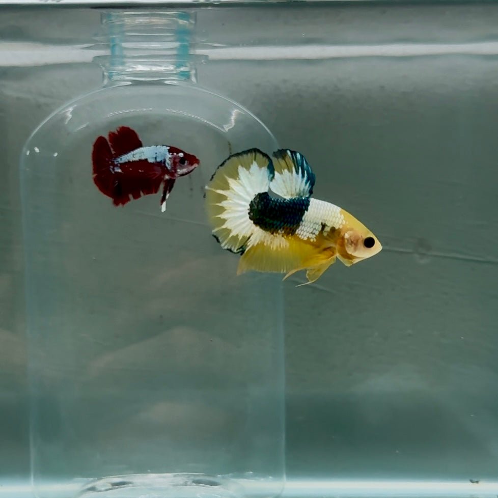 Plakat Yellow Fancy Copper Male Betta N70