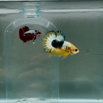Plakat Yellow Fancy Copper Male Betta N70