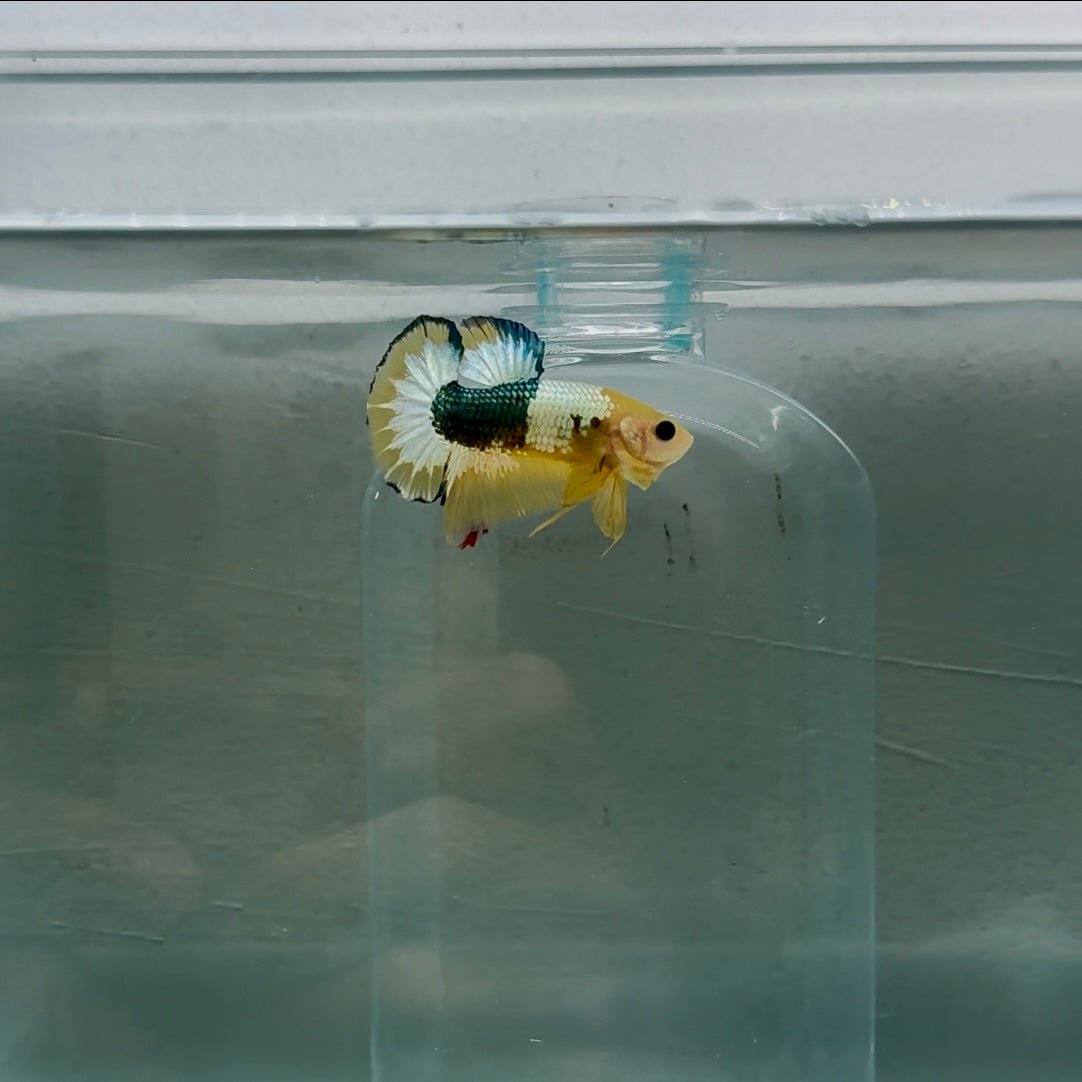 Plakat Yellow Fancy Copper Male Betta N70