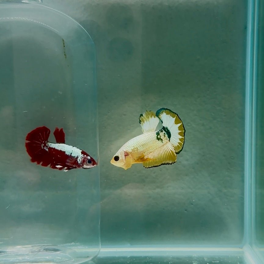 Plakat Yellow Fancy Copper Male Betta N71