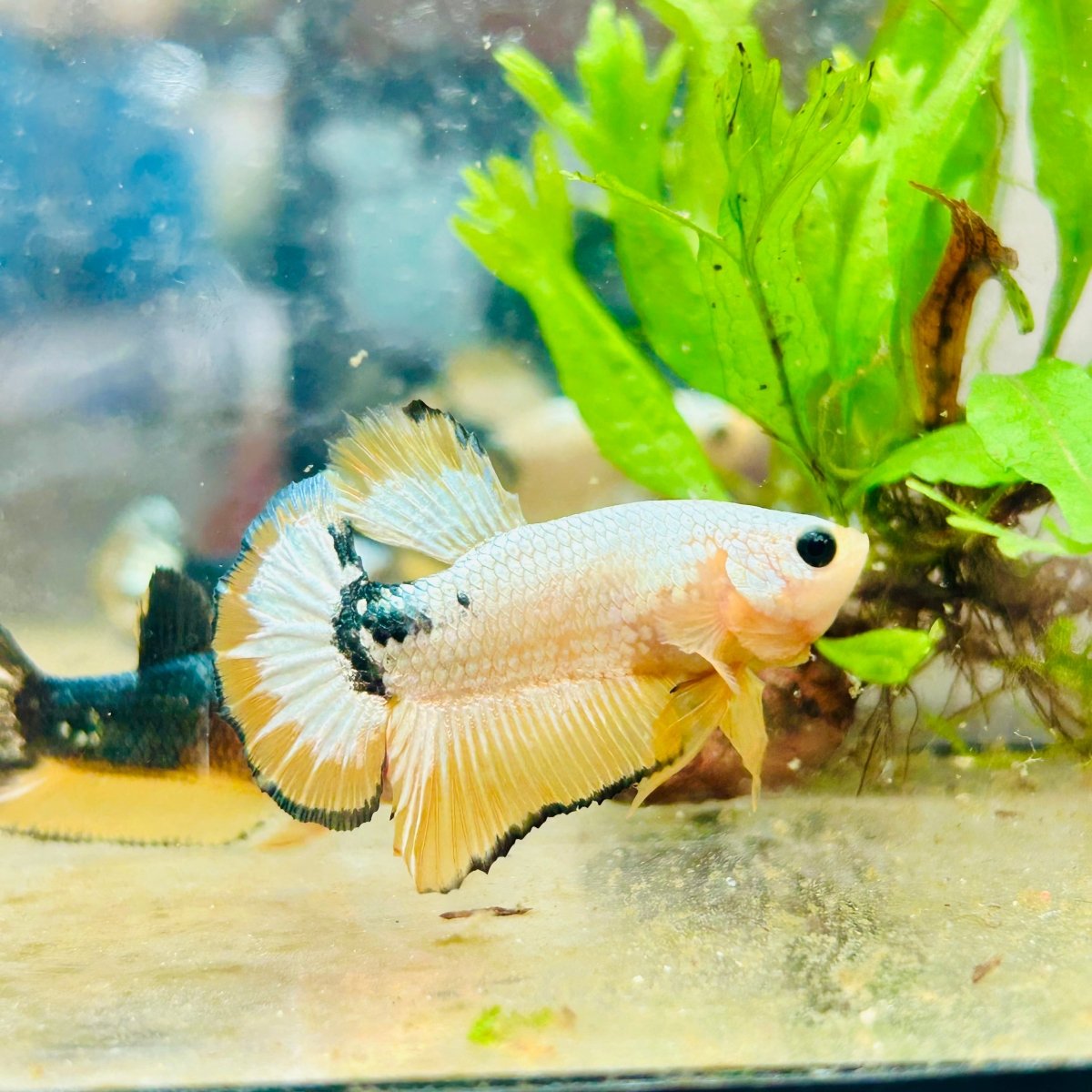 Plakat Yellow Fancy Copper Male Betta N71