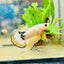 Plakat Yellow Fancy Copper Male Betta N71