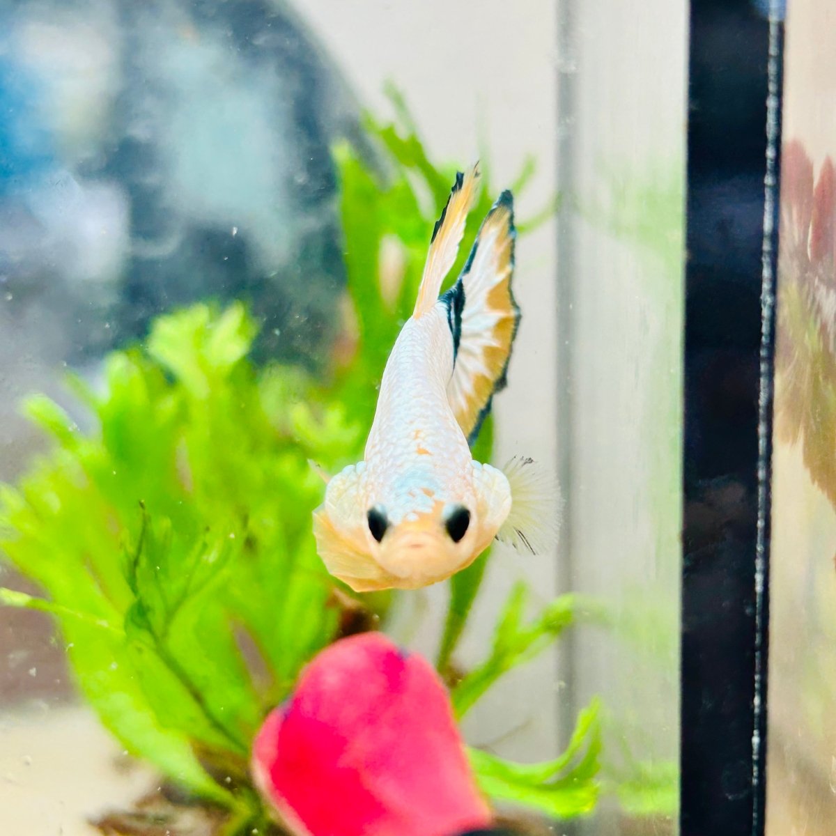 Plakat Yellow Fancy Copper Male Betta N71