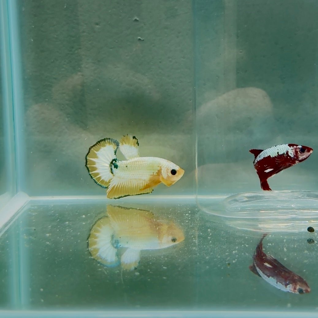 Plakat Yellow Fancy Copper Male Betta N71