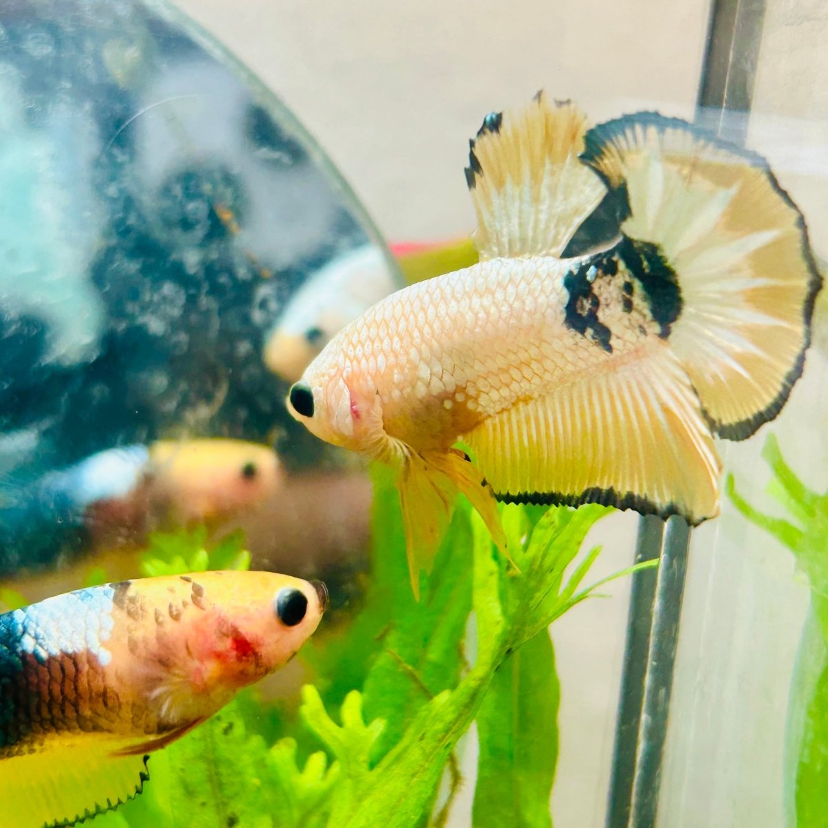 Plakat Yellow Fancy Copper Male Betta N71