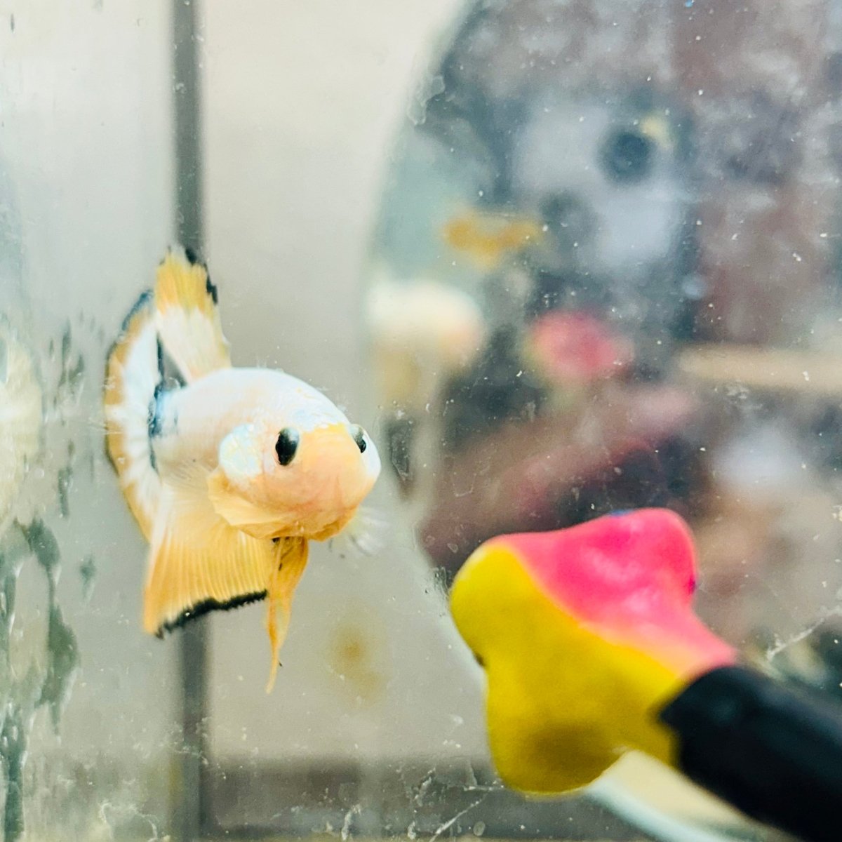 Plakat Yellow Fancy Copper Male Betta N71