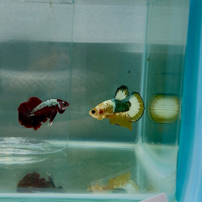 Plakat Yellow Fancy Copper Male Betta N84