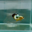 Plakat Yellow Fancy Copper Male Betta N84