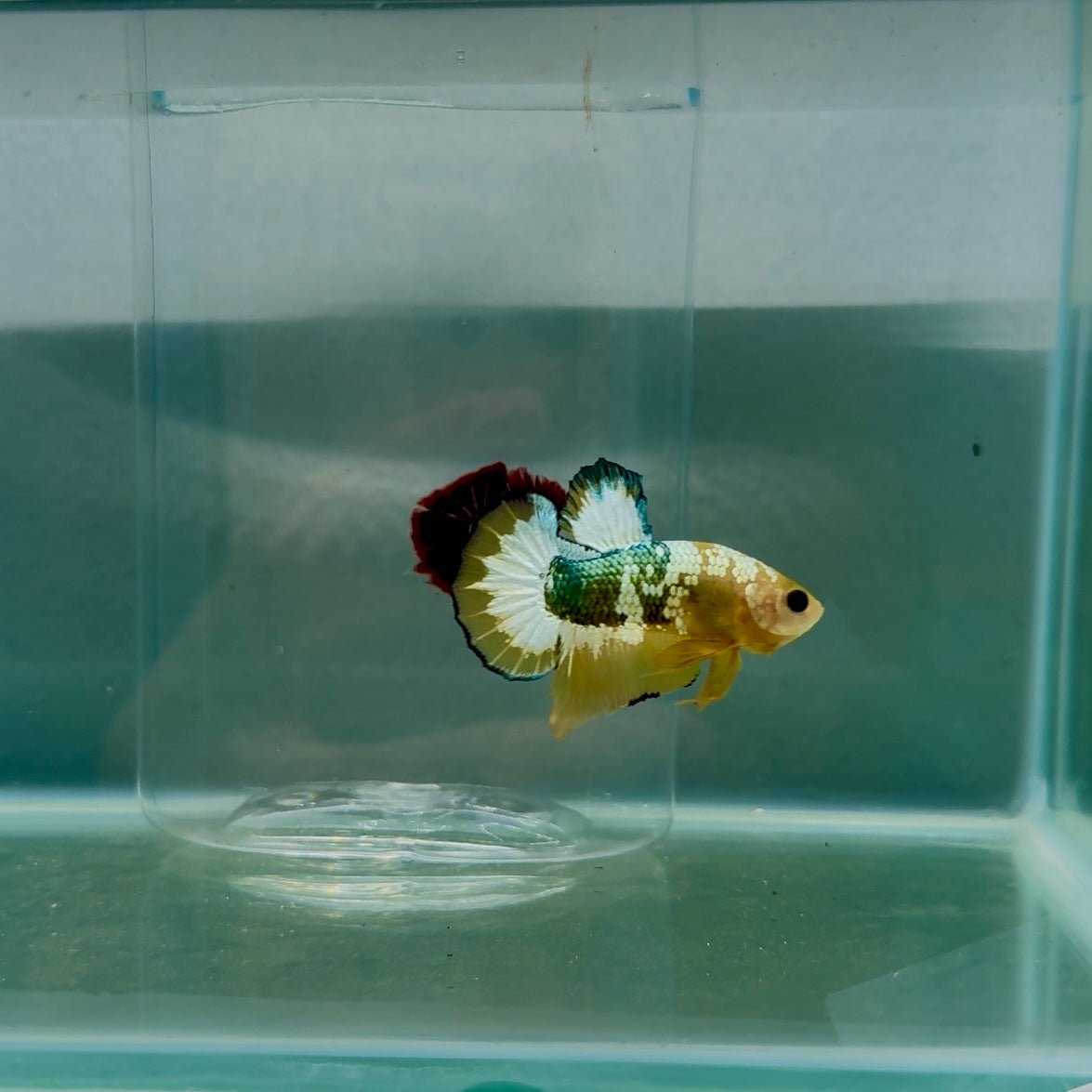 Plakat Yellow Fancy Copper Male Betta N84