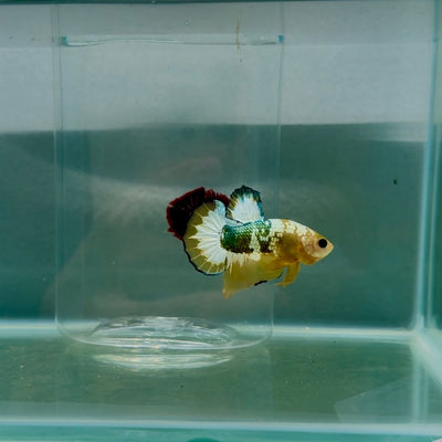 Plakat Yellow Fancy Copper Male Betta N84