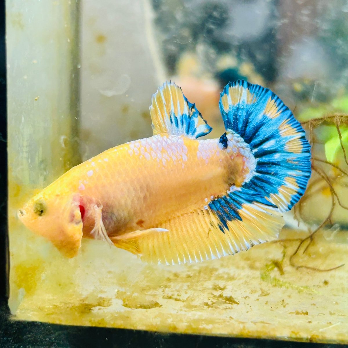 Plakat Yellow Fancy Cpper oMale Betta 153