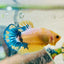 Plakat Yellow Fancy Cpper oMale Betta 153