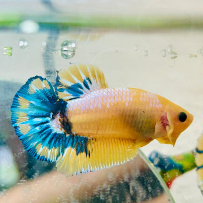 Plakat Yellow Fancy Cpper oMale Betta 153