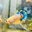 Plakat Yellow Fancy Cpper oMale Betta 153