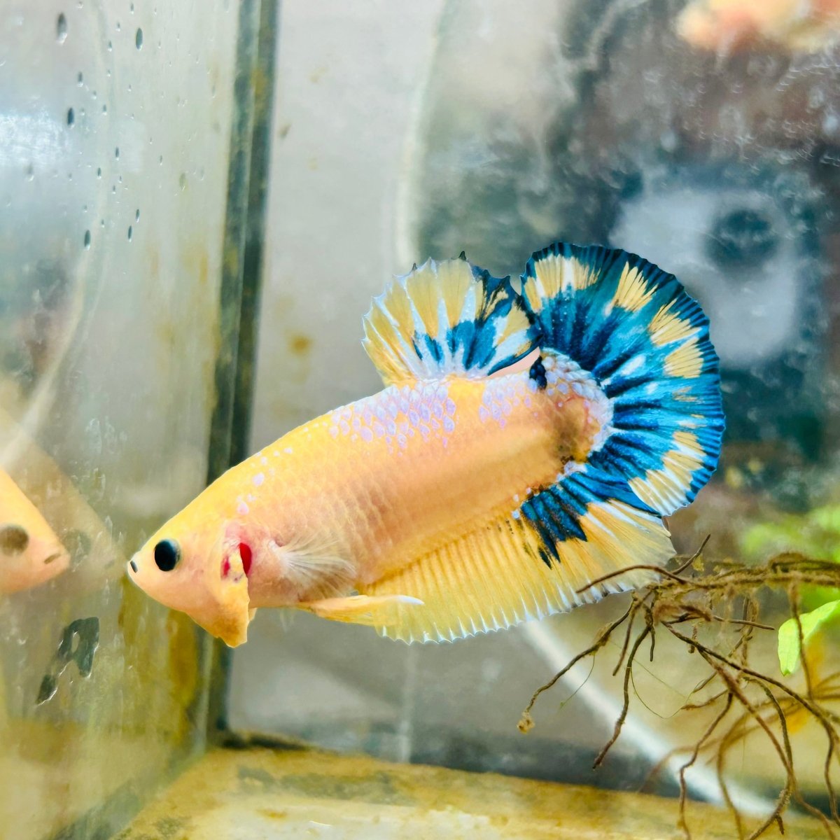 Plakat Yellow Fancy Cpper oMale Betta 153