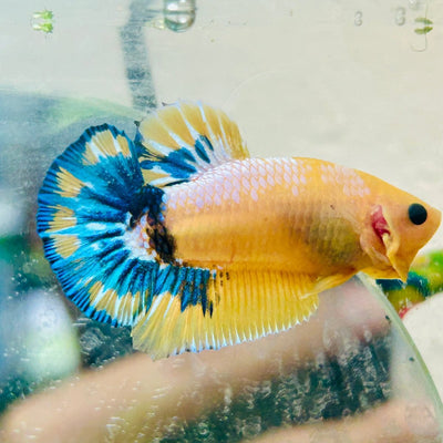 Plakat Yellow Fancy Cpper oMale Betta 153