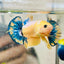 Plakat Yellow Fancy Cpper oMale Betta 153