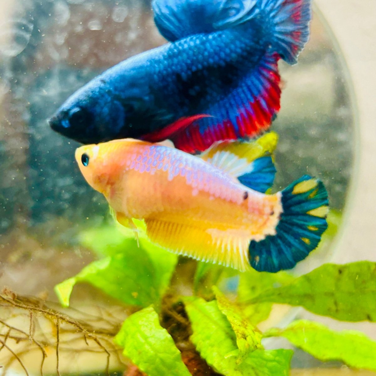 Plakat Yellow Fancy Female Betta 064
