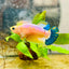Plakat Yellow Fancy Female Betta 064