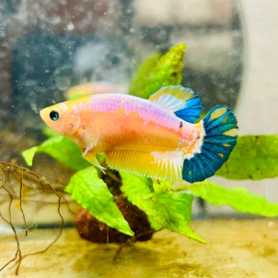 Plakat Yellow Fancy Female Betta 064
