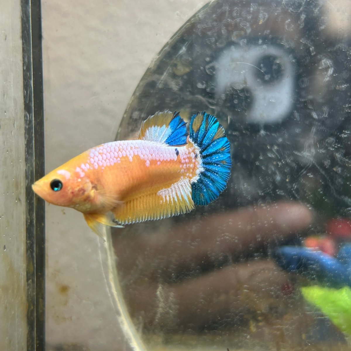 Plakat Yellow Fancy Female Betta 064