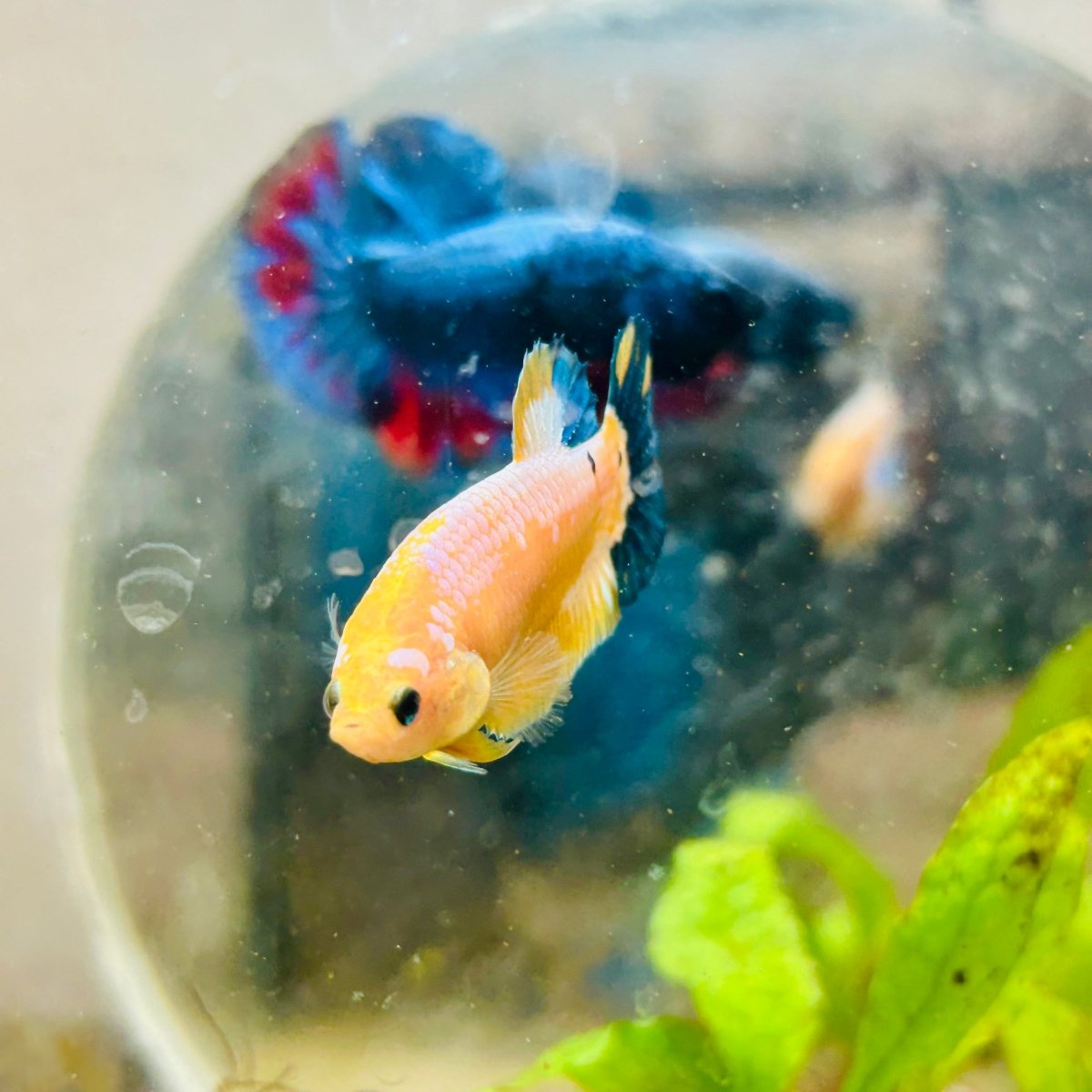 Plakat Yellow Fancy Female Betta 064