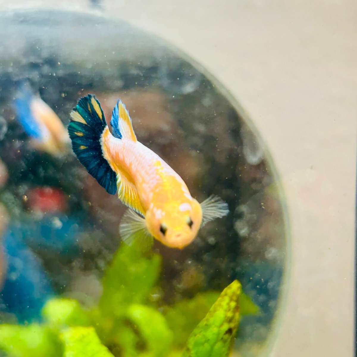 Plakat Yellow Fancy Female Betta 064