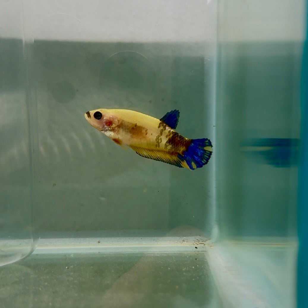 Plakat Yellow Fancy Female Betta N81