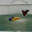 Plakat Yellow Fancy Female Betta N81