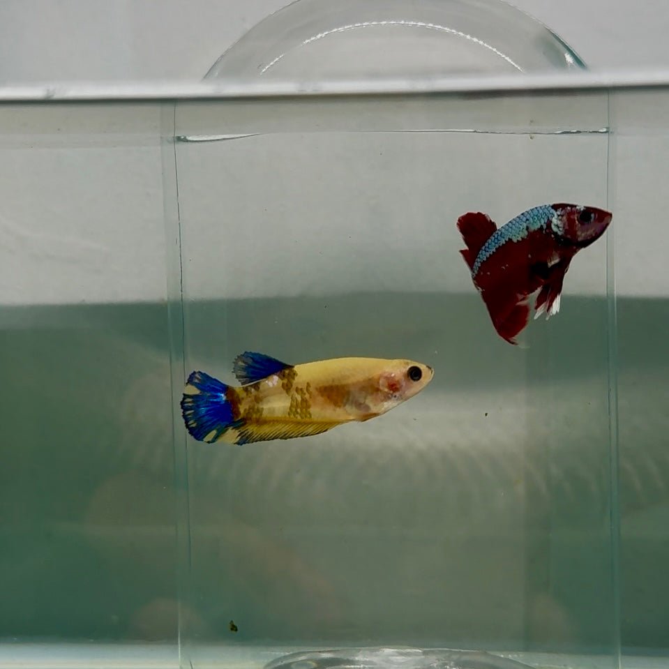 Plakat Yellow Fancy Female Betta N81