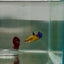 Plakat Yellow Fancy Female Betta N81