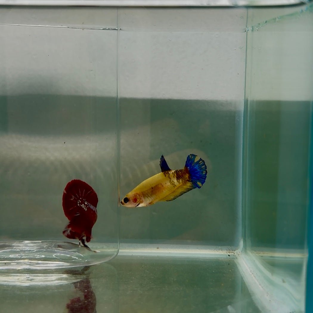 Plakat Yellow Fancy Female Betta N81