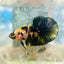 Plakat Yellow Fancy Male Betta 120