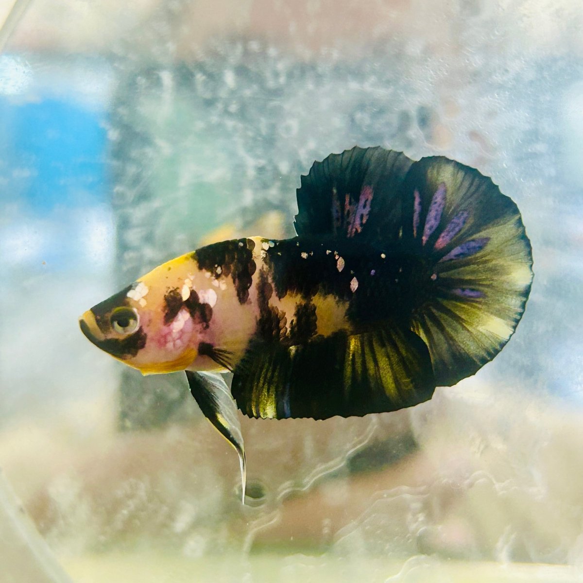 Plakat Yellow Fancy Male Betta 120