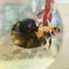 Plakat Yellow Fancy Male Betta 120