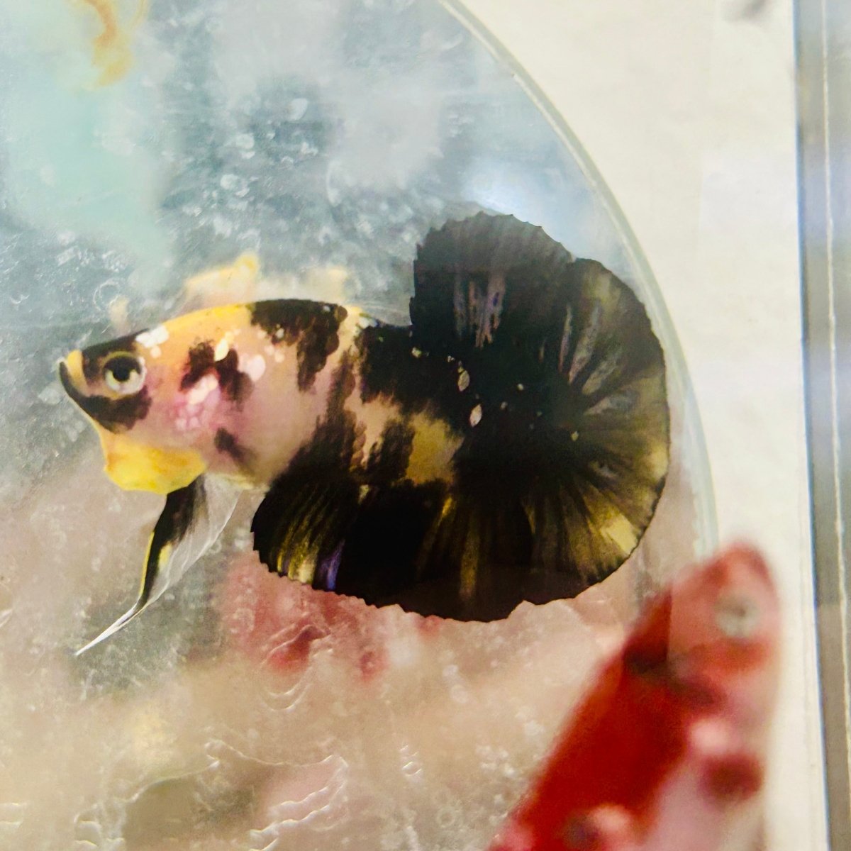 Plakat Yellow Fancy Male Betta 120