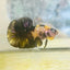 Plakat Yellow Fancy Male Betta 120