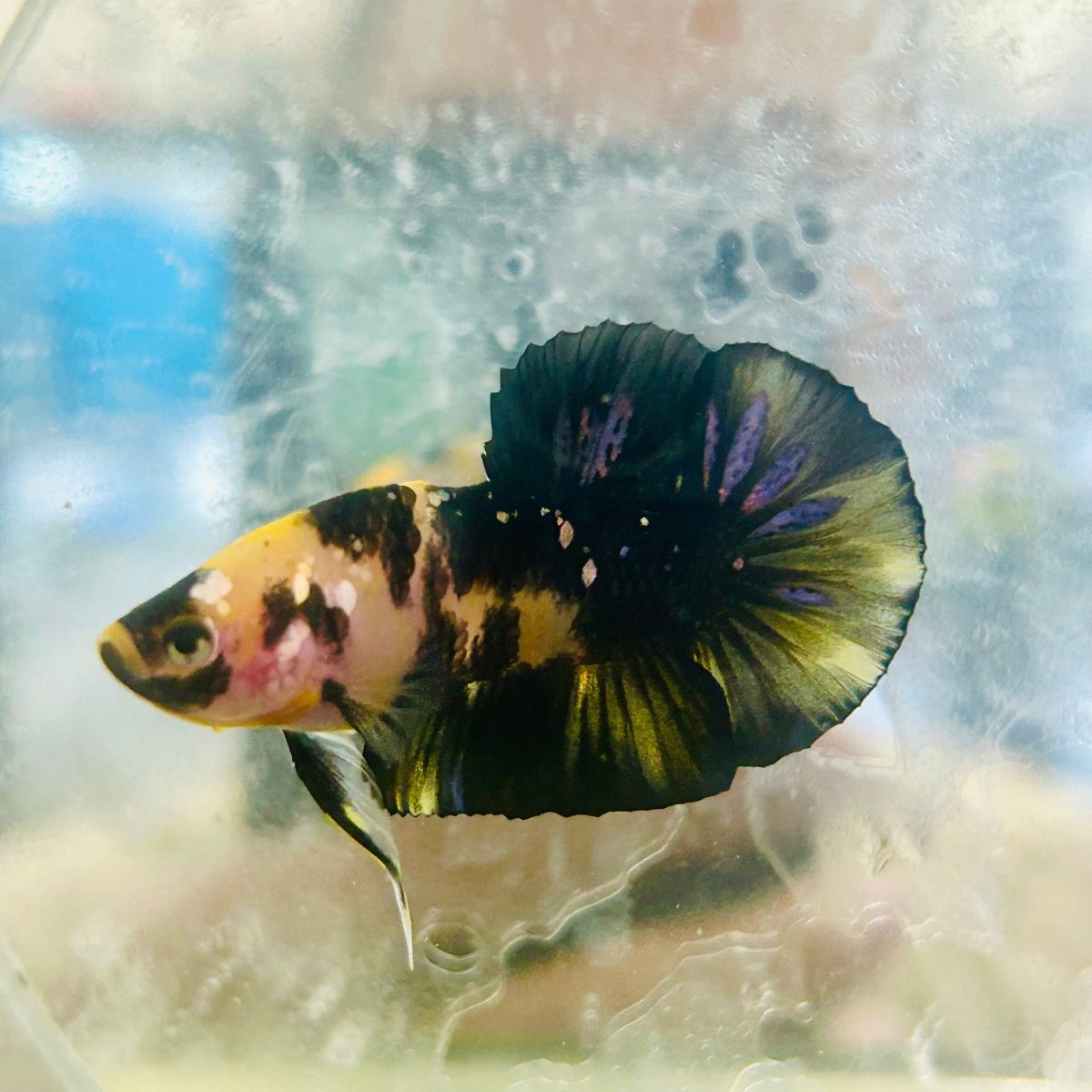 Plakat Yellow Fancy Male Betta 120
