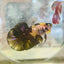 Plakat Yellow Fancy Male Betta 120