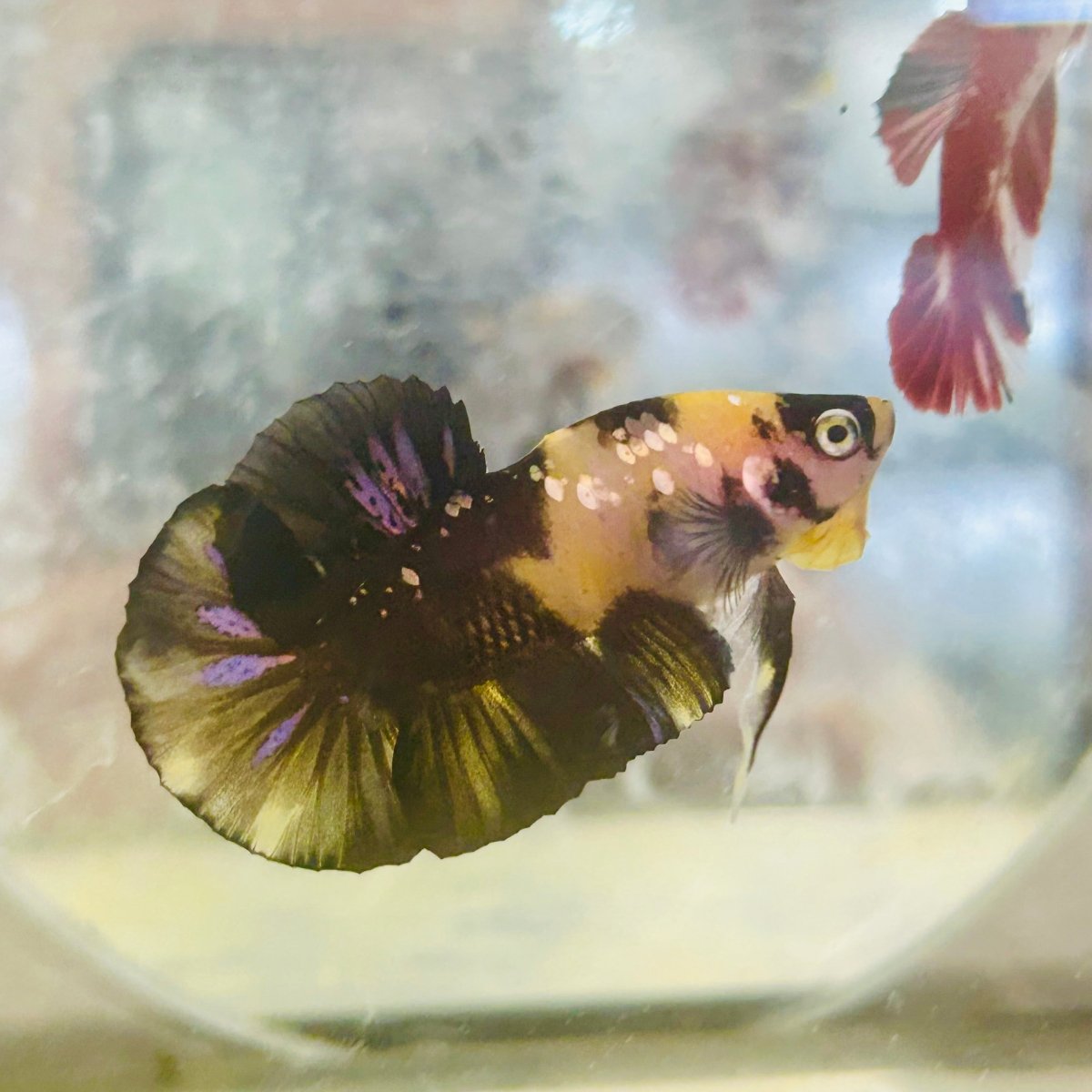 Plakat Yellow Fancy Male Betta 120