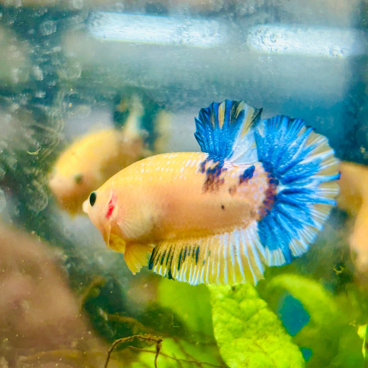 Plakat Yellow Fancy Male Betta D04
