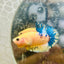 Plakat Yellow Fancy Male Betta D04