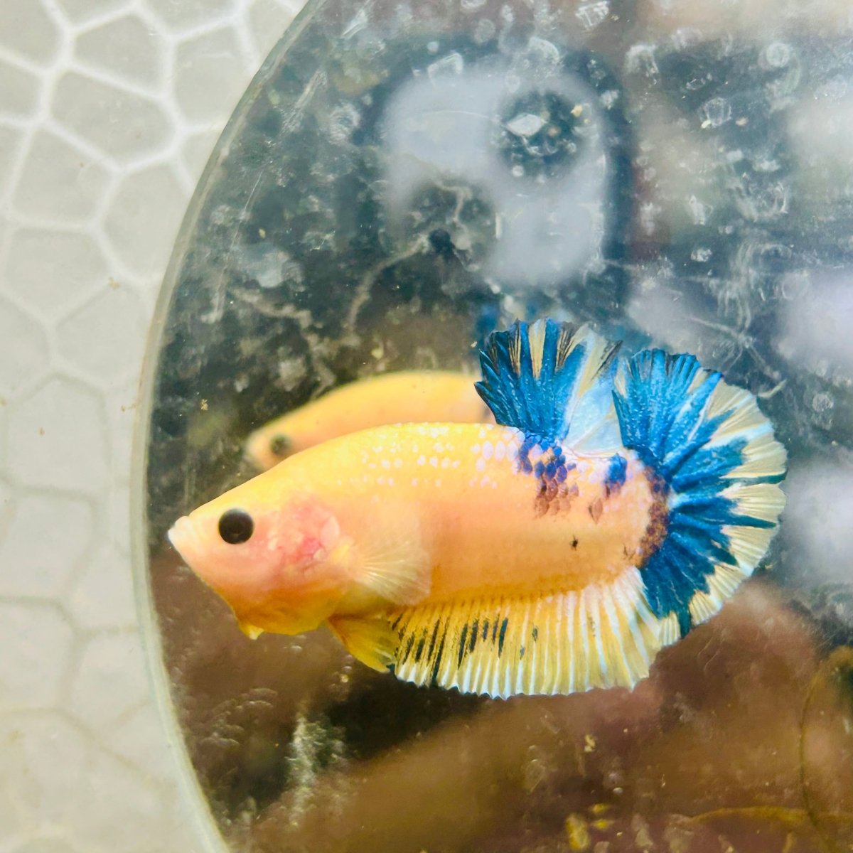 Plakat Yellow Fancy Male Betta D04