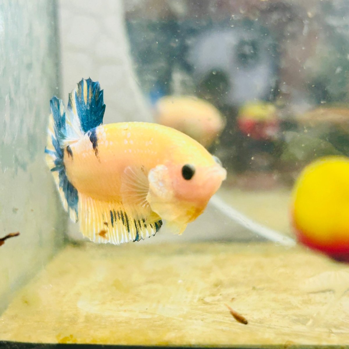 Plakat Yellow Fancy Male Betta D04