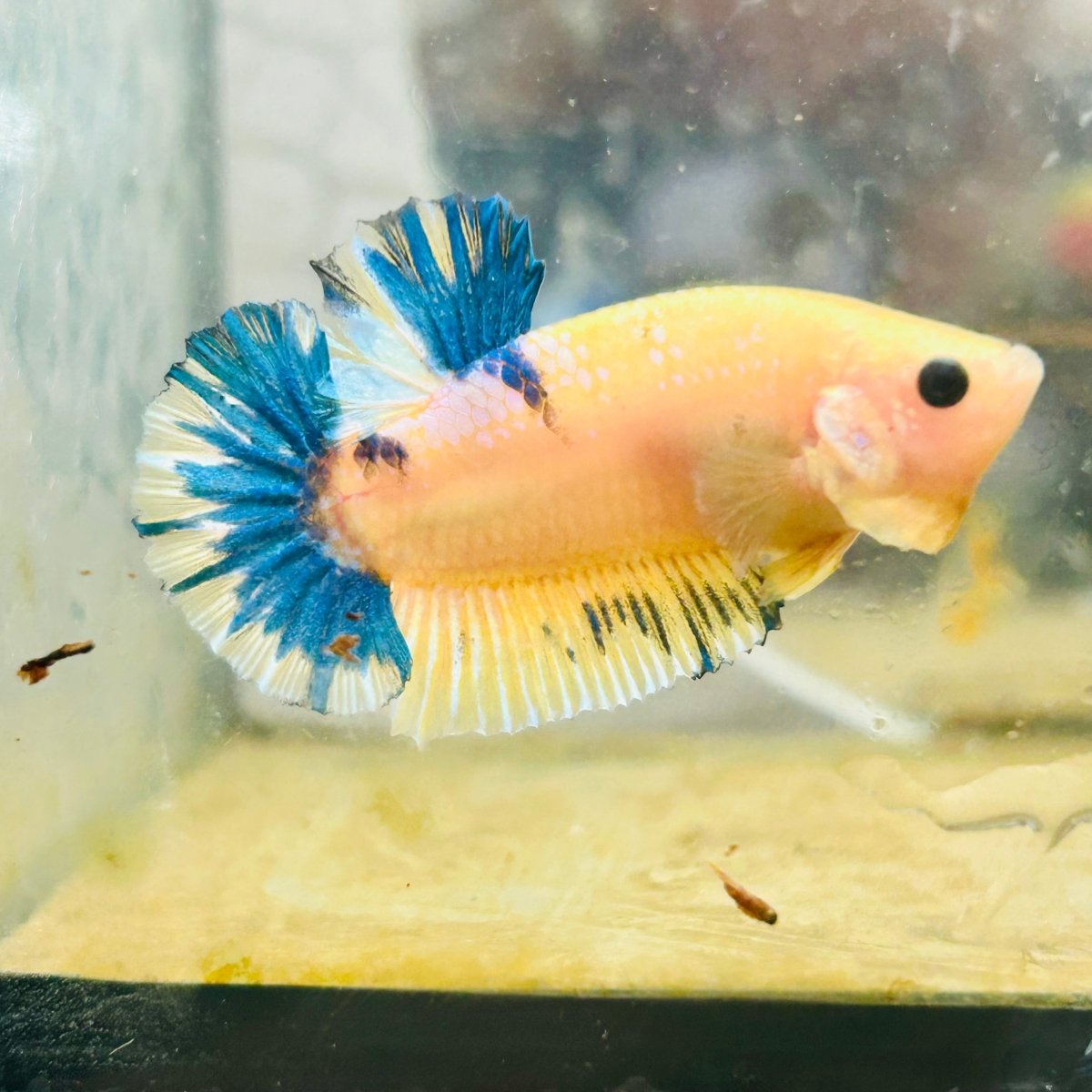 Plakat Yellow Fancy Male Betta #D04