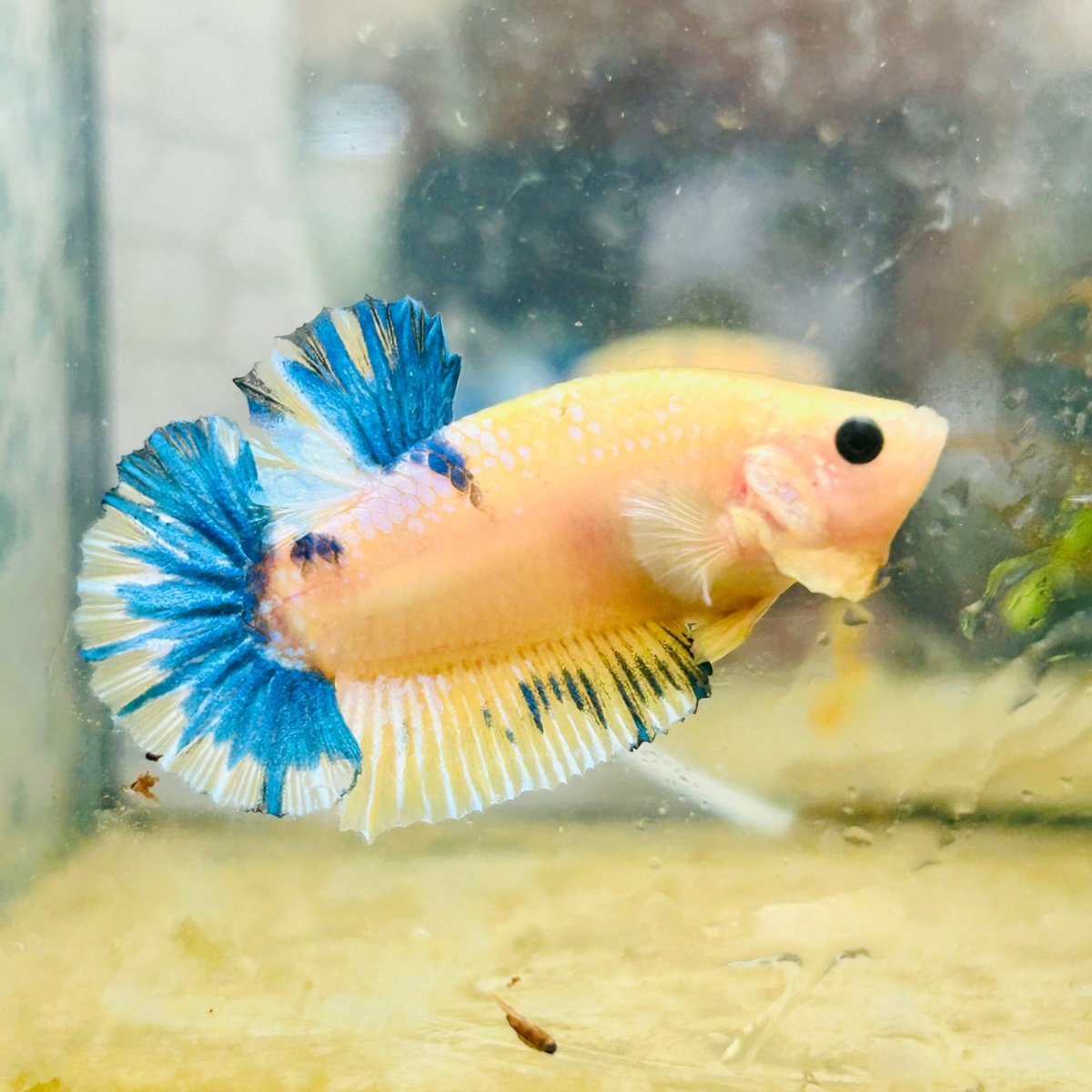 Plakat Yellow Fancy Male Betta D04