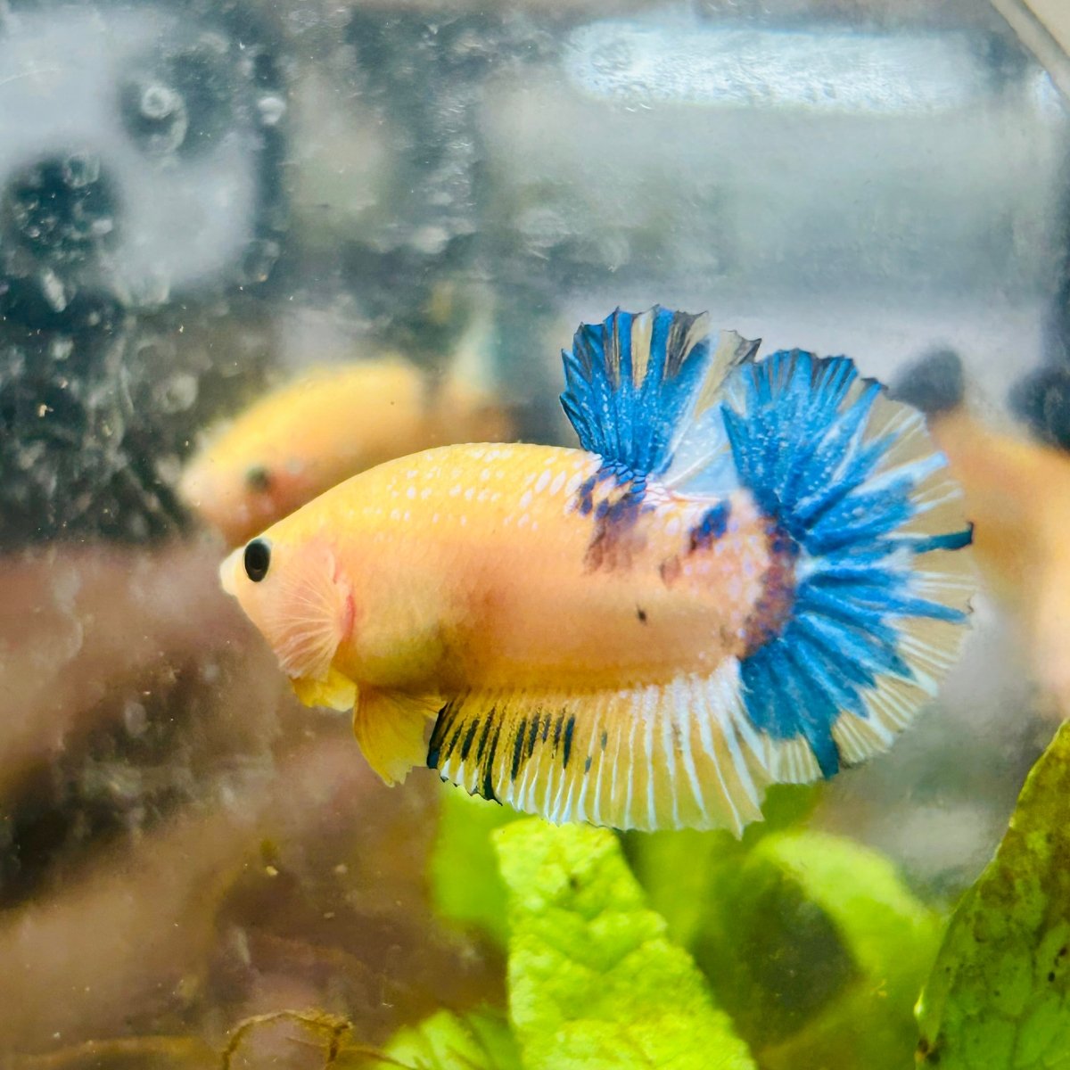 Plakat Yellow Fancy Male Betta #D04